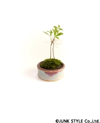 五葉松と信楽焼の盆栽